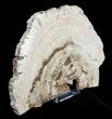 Large / inch Petrified Wood Slab - Madagascar #3306-2